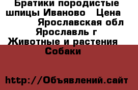 Братики породистые шпицы Иваново › Цена ­ 18 000 - Ярославская обл., Ярославль г. Животные и растения » Собаки   